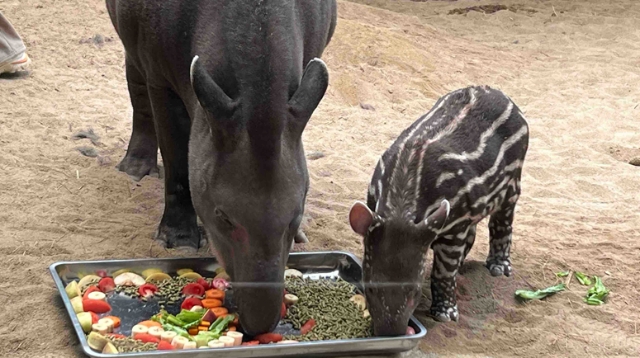 視頻|森林野生動物園迎來新晉網(wǎng)紅 “小豬佩奇”原型南美貘寶寶首次公開“營業(yè)”